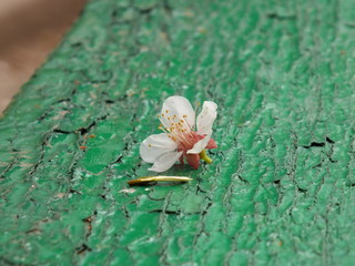 flos persicum 01 apricot