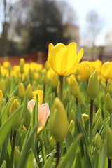 yellow blossoming tulips with water drops in the spring April garden. Turkey tulip festival. Gulhine park, Istanbul