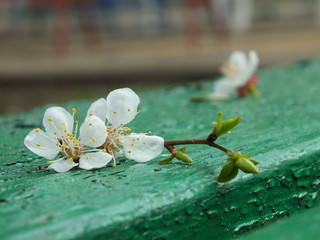  apricot tree flowers
