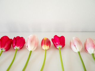 Beautiful pink tulips border isolated on white background