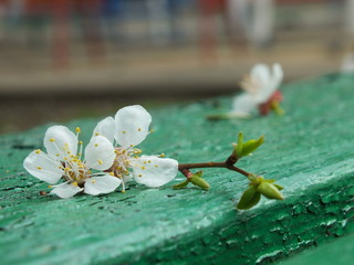  apricot tree flowers 02
