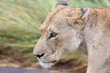 Afrikanischer Löwe / African Lion / Panthera Leo.