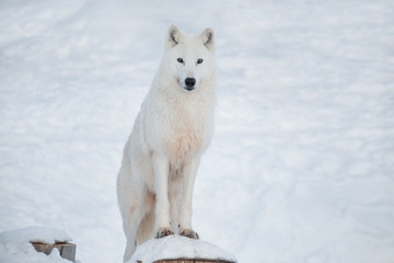 Fototapeta na wymiar Wild alaskan tundra wolf is looking at the camera. Canis lupus arctos. Polar wolf or white wolf.