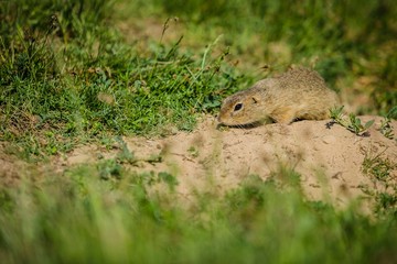 Small european brown ground squirrel sniffing on dry soil searching for food, green grass in foreground and background, a sunny spring day at a prairie