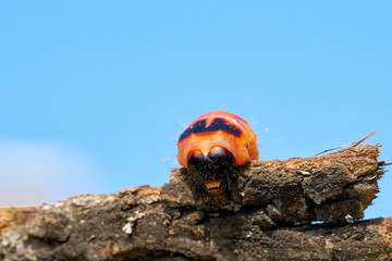 Raupe eines Weidenbohrers (Cossus Cossus) auf der Rinde eines Baumes