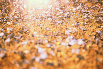 End of summer season in the park