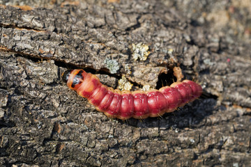 Raupe eines Weidenbohrers (Cossus Cossus) auf der Rinde eines Baumes