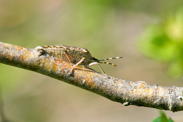 Graue Gartenwanze ( Rhaphigaster nebulosa) an einem Weißdorn im Frühling