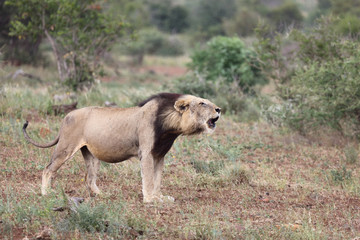Afrikanischer Löwe / African Lion / Panthera Leo.