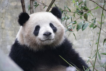 Obraz premium Round Fluffy Face of Giant Panda, China