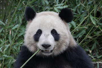 Obraz na płótnie Canvas Fluffy Round Face Panda is Smiling, China