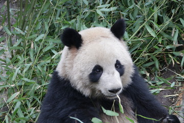 Close up Fluffy Face of Giant Panda, Chengdu, China