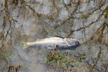 Toter Marmorkarpfen in einem Seitenfluss der Elbe in Glindenberg bei Magdeburg