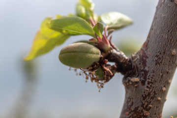 Apricot Branch With Small Fruit
