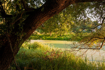 Small lake in the green forest with a lot of  duckweed and no reflections of  trees in the water.  Summer