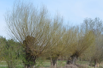 drzew, krajobraz, charakter, niebo, gras, bory, countryside, blękit, zieleń, pola, jary, hayfield, obszarów wiejskich, chmura, horyzont, jesienią, zima, lato, woda, außenaufnahme, odsło © Szymon