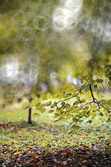 Autumn backgroun rain in the park