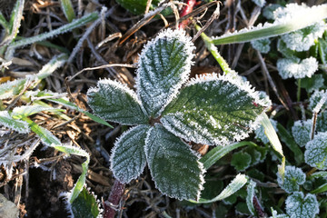Brombeerblatt mit Raureif, Rubus sectio 