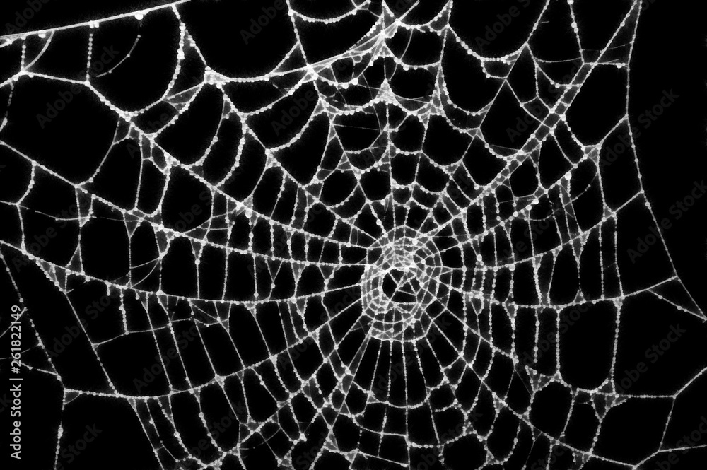 Wall mural spider web with water drops. digital generated painting