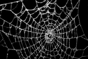 Obraz premium Spider web with water drops. Digital generated painting