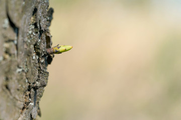 junge Knospe an einem Baum im Frühling 
