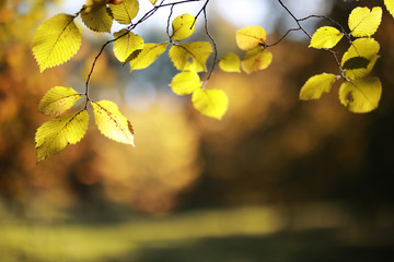 Autumn background in the park