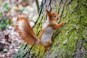 Small squirrel sits on the tree in the forest.