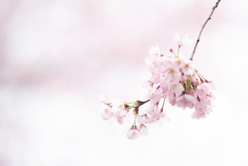 Kirschblüten