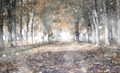 Autumn park in the first snow
