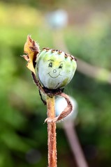 Poppy head with drawn on happy face