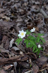 blooming a windflower, anemomone