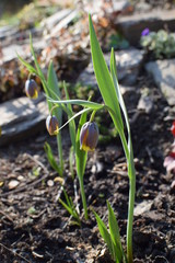 a flourishing fritillaries uva vulpis