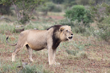 Afrikanischer Löwe / African Lion / Panthera Leo.