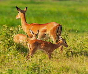 Impala calves beside mother in long green grass. 