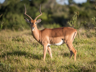 Naklejka na ściany i meble Impala antelope in long grass in Africa