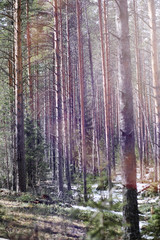 Pine forest in the beginning of spring under the snow. Forest under snow winter landscape. The sun warms the pine forest that has woken up after winter.