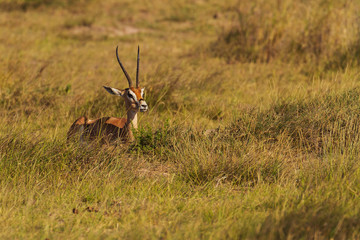 Thomson's gazelle (Eudorcas thomsonii), antelope known as a Tommie, resting on green grass in Amboseli National Park, Kenya, Africa. Wildlife with long horns seen on safari vacation
