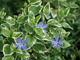 Vinca major 'Variegata' Grandes Pervenches panachées couvre-sol