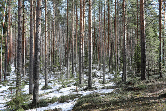 Pine forest in the beginning of spring under the snow. Forest under snow winter landscape. The sun warms the pine forest that has woken up after winter.