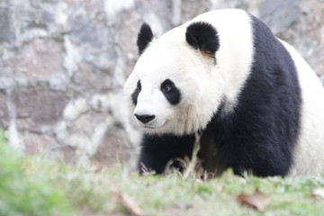 Obraz na płótnie Canvas Little Panda is Looking at something, China
