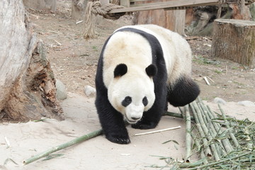 Giant Panda Explores his Area