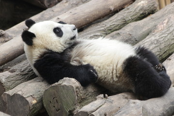Fototapeta na wymiar Panda Cub is Chilling Out on the Wood Bed, China