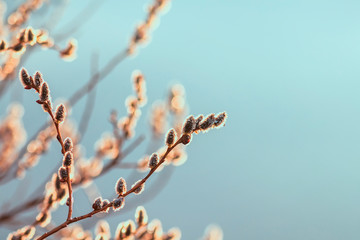 beautiful willow branches with fluffy soft buds blossoming in the spring Park clean on Easter Sunday morning in the warm sunshine