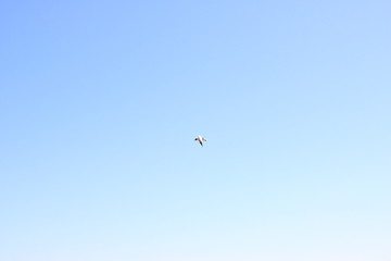 Sky bird