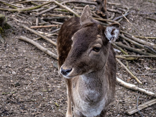 close up of a yong deer, looking suspectfuly and turned his ears into different directions