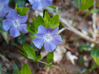 Vinca minor - Petites pervenches aux fleurs bleues sur des tiges rampantes couvre-sol