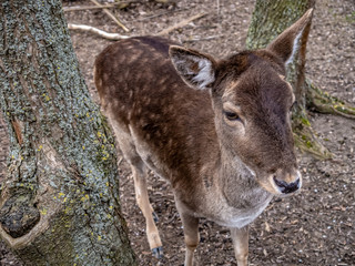 Naklejka na ściany i meble close up of a deer, standing near a tree looking into the distance