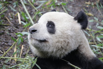 Obraz premium Close up Fluffy Round Face of Giant Panda, China