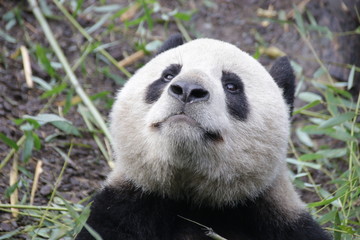 Obraz premium Close up Fluffy Round Face of Giant Panda, China
