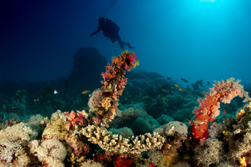 Blue Sea Scuba Diving